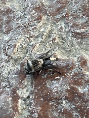 Tabanus trimaculatus