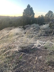 Hesperostipa