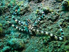 Wunderpus photogenicus