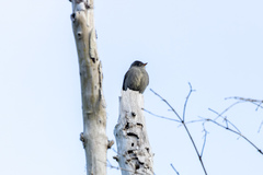 Contopus cinereus
