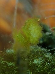 Phycocaris simulans