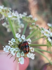 Coptocephala