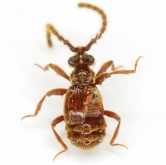 Caccoplectus spinipes