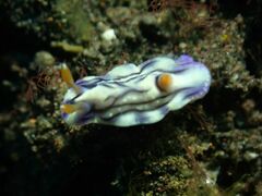 Hypselodoris zephyra