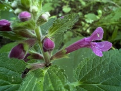 Stachys chamissonis cooleyae