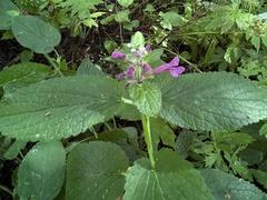 Stachys chamissonis cooleyae