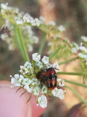 Coptocephala