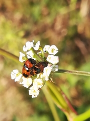 Coptocephala
