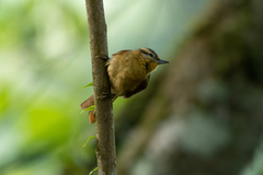 Anabacerthia lichtensteini