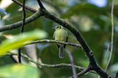 Pogonotriccus paulista