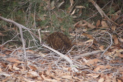 Tachyglossus aculeatus multiaculeatus
