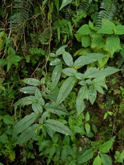 Capsicum geminifolium