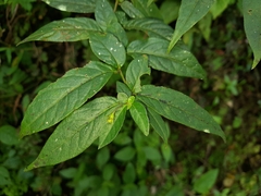 Capsicum geminifolium