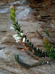 Epacris crassifolia