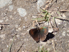 Erebia tyndarus