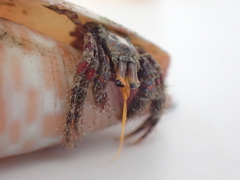 Dardanus sanguinolentus