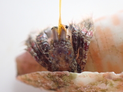 Dardanus sanguinolentus