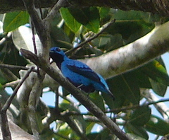 Cotinga nattererii