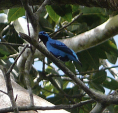 Cotinga nattererii