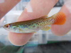 Fundulus chrysotus