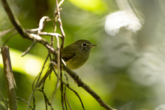 Hemitriccus orbitatus