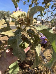 Solanum falciforme