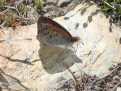 Erebia tyndarus