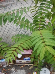 Ailanthus altissima