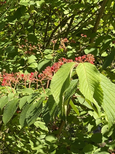 Viburnum plicatum