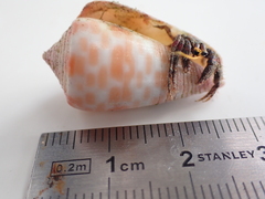 Conus tessulatus