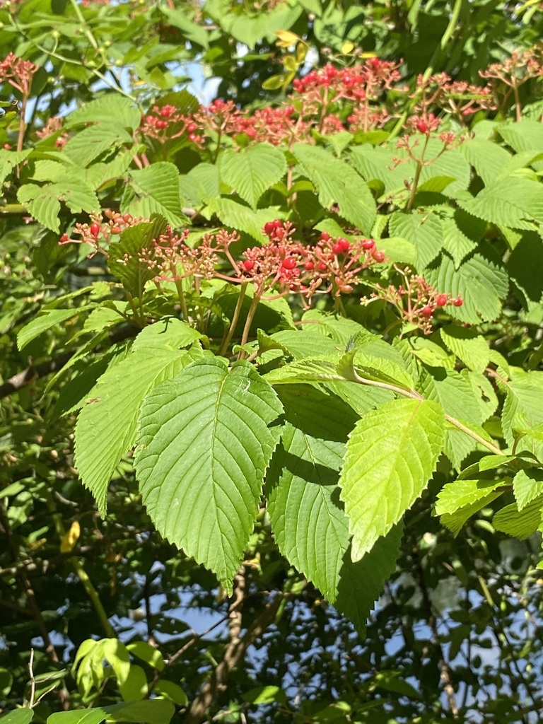 Viburnum plicatum, Ruckman Rd, Closter, NJ, US