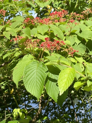 Viburnum plicatum