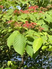Doublefile Viburnum (Viburnum tomentosum)