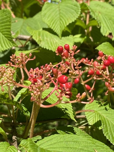 Viburnum plicatum
