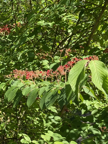 Viburnum plicatum