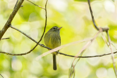 Hemitriccus orbitatus