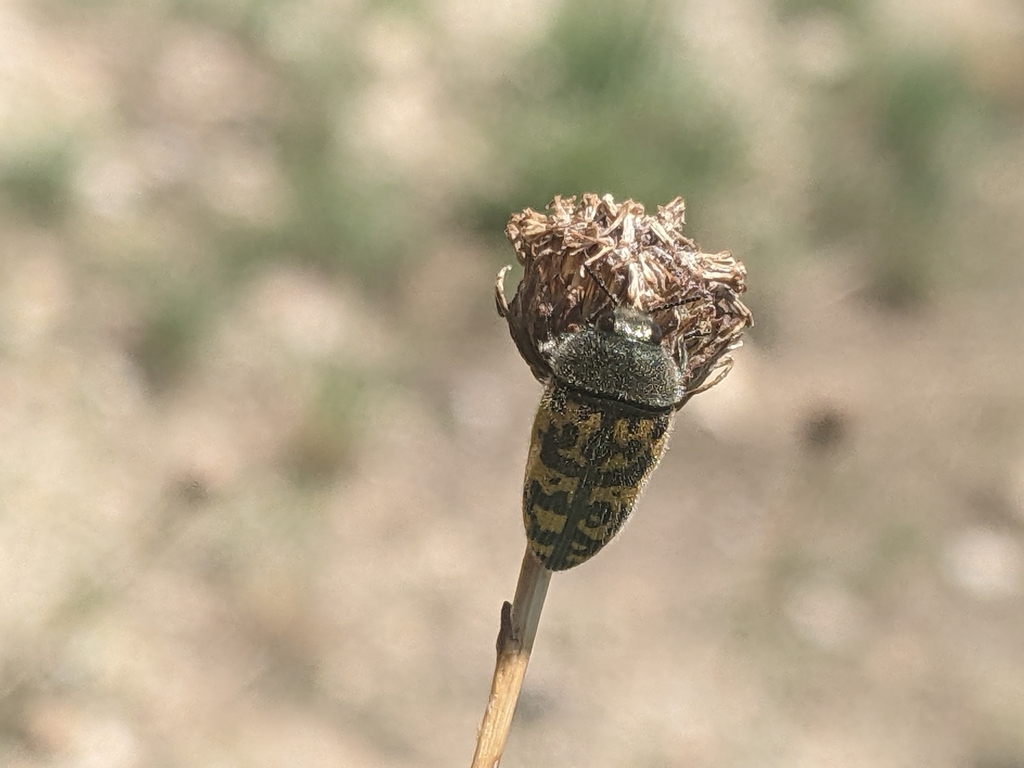 Acmaeodera auritincta