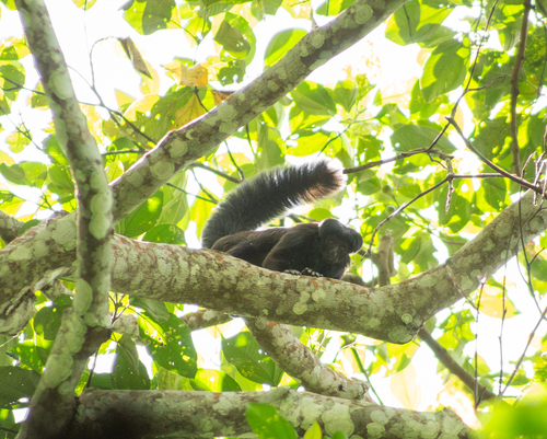 Black Bearded Saki