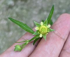 Geum virginianum