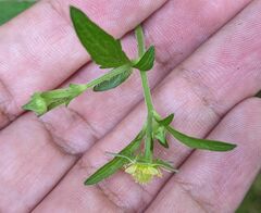 Geum virginianum