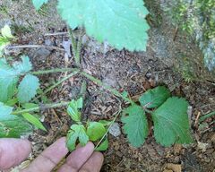 Geum virginianum