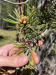 Pinus contorta murrayana