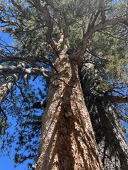 Pinus contorta murrayana