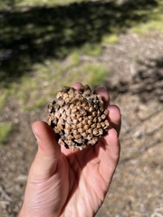 Pinus contorta murrayana