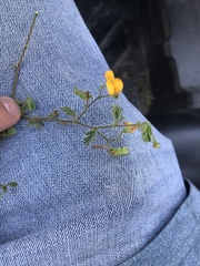 Aeschynomene viscidula