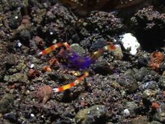 Stenopus tenuirostris