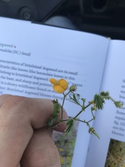 Aeschynomene viscidula