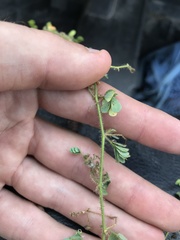 Aeschynomene viscidula