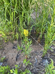 Lysimachia terrestris