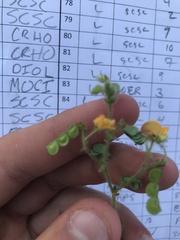 Aeschynomene viscidula